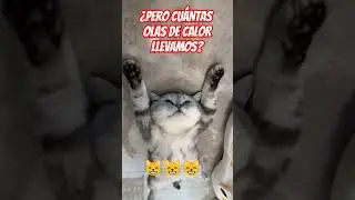 c&oacute;mo actuar con nuestras mascotas ante las temperaturas altas #vetconsejos @CANIGAT