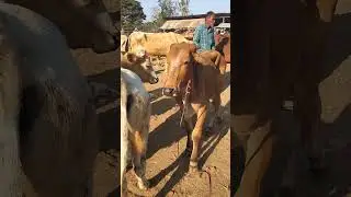 #Cow #CattleMarket #CowPriceToday #CowPriceToday #Shorts