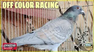 OFF COLOR RACING PIGEON || SHOW QUALITY 🇵🇭 | 🕊 Pigeons