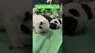 HamburgerMary self whelping her puppies! Mother moments #whelping #newbornpuppy #bulldogs #shorts