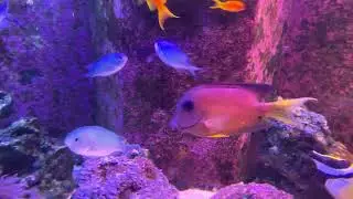 130 gallon marine tank, clown fish, fox face, lyretail, kole tang, and chromis.