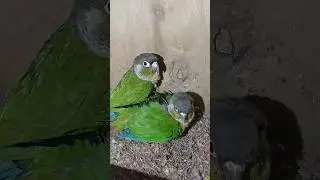 African Love Birds | Sahid Birds Breeding Farm | #trending #birds #shorts