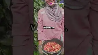 Where Does Coffee Really Come From?