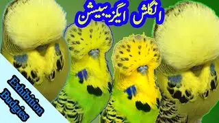 exhibitions budgies | english budgies | uk bloodline exhibition | top class exhibition budgies