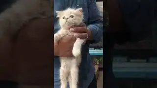 Persion Kitten For Sale 9455312515 #petshop #pets #persioncat #persionkitten