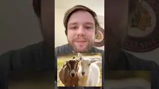 Goats have accents?! #didyouknow #funfacts #facts #goatfacts #animalfacts #animalscience