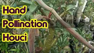 HAND POLLINATION ADENIUM OBESUM HOUCI~ROSAS DO DESERTO~