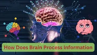 How Do Our Brains Process Information? The Science of Cognition (6 Minutes)