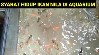 CARA BUDIDAYA IKAN NILA DI AQUARIUM-SYARAT HIDUP IKAN NILA DI AQUARIUM