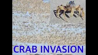 Soldier Crab Army invasion