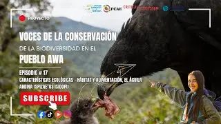 EPISODIO EDUCATIVO #17: Caracter&iacute;sticas: h&aacute;bitat alimentaci&oacute;n del &Aacute;guila Andina (Spizaetus isidori)