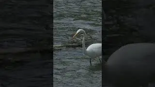 Hunting - Great Egret (Ardea alba) :: Animal Behavior