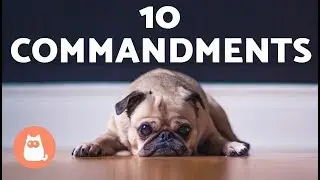 The 10 Dog Commandments Do You Follow Them All?