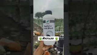 Capsicum Farming 🧺 🫑 शिमला मिर्च की खेती #farming #capsicum #farming #Agromaxindia