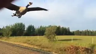 Angry duck chases man in car