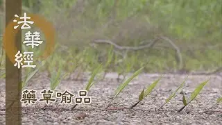 【靜思妙蓮華】法華經藥草喻品 - 充潤枯槁 令眾得樂 - 20210721 第907集