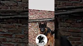 Jack GSD Male only for stud