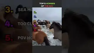 TOP 5 HORSES OF THE DAY 🐎🐎🐎