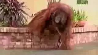 Untamed and Uncut Orangutan Terrorizes Zoo
