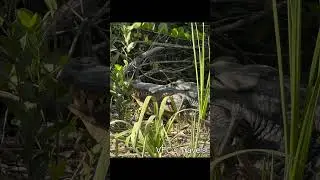 Alligators in the Wild Loop Road Everglades
