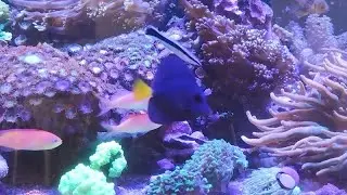 Novo integrante do Reef , e mais um sonho realizado #PurpleTang #aquarismo #aquarium