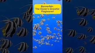 Bannerfish: The Ocean&rsquo;s Graceful Flagbearer! AquaVerse #bannerfish #shorts