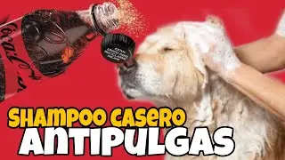 Shampoo AntiPulgas 100% CASERO Para Perros y Gatos