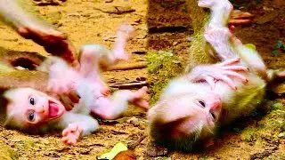Poor Baby Monkey He Millions Need Milk | Baby Crying Request Milk Mom Monkey