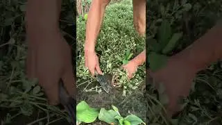 Sk 2719 mini rotary tillage and ridging one one tree  short view #travel #beach #flowers