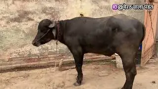 जितेंदर भलसौना जी का इस्पेसल वाला लवारा आग भरी पड़ी है इस मे मालिक को देखते ही जेवड़ा तोड़ दिया 2023
