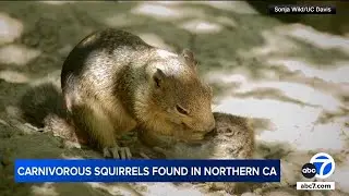 Squirrels in CA are showing carnivorous behavior for the 1st time