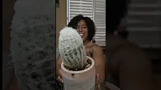 Look how much my Old Lady Peruvian Cactus. #plants#hairycactus #cactus #peruvianoldladycactus#cactus