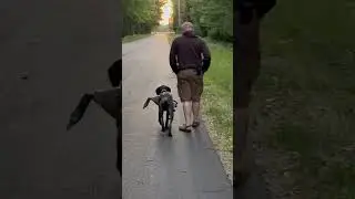 Hunting dog in training is carrying a goose decoy and heeling at her owner's side!