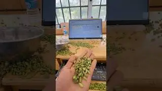 Cardamom auction 🤍#kerala #auction #cardamom #spices #job #entrepreneur #india #business