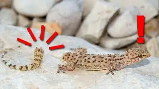 பல்லிக்கு வால் எப்படி மீண்டும் வளர்கிறது? | Lizards Tail Regrow Reason