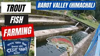 Trout Fish Farming In Barot Valley | EP 03 | Himachal Government Trout Breeding Farm #trout #fish