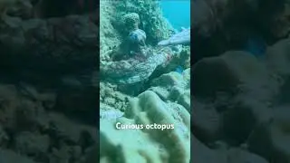 Curious octopus thinks about touching human, Fiji