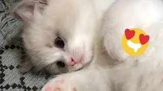 �� Funny cat videos | Cute cats | Try not to laugh | Cat videos Compilation #Specail4