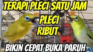 suara  pleci ribut || perangsang bunyi pleci bahan bisu agar langsung ngalas buka paruh