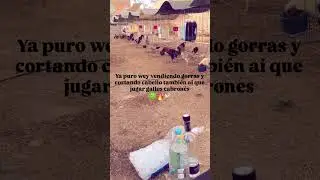 ya todos venden gorras 🤣😐 #fypシ゚viral #gallos #viral #rooster #kikirikis #viral