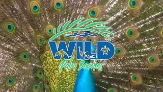 WILD PALM BEACHES 2024 PALM BEACH ZOO PROMO