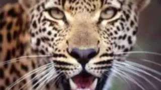 South Africa Safari Packages