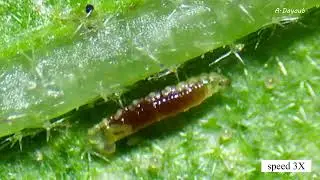 Predatory insects: the predatory gall midge Feltiella acarisuga - a natural enemy of spider mites