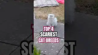 Бегите, если увидите этого кота! #животные #кот #топ4