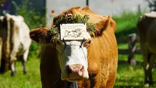 S&uuml;dtiroler Tradition: Almabtrieb in Prad am Stilfser Joch