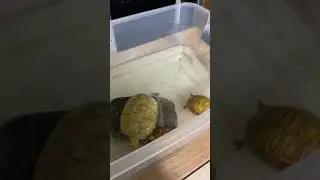 Leopard tortoise care, red foots getting calcium soak! Like, Share, Subscribe