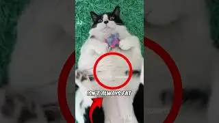 Have you heard these facts about Fat Cats?