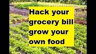 Stop Overpaying: Homegrown Food, Hacks That Save You $$$