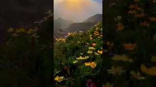 Wildflowers in the mountains of Georgia | Musica #georgia #caucasus #wildflowers #flow