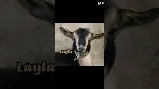 Your name your goat!!| pt 8! #fypシ #shorts #viral #beautifullgoats #goats #cute #trending